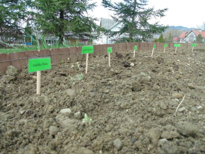 Przedszkole Żłobek Centrum Terapeutyczne | Limanowa Mordarka Przyszowa | skrzatek.eu|Mały ogrodnik sadzi cebulki tulipanów :)