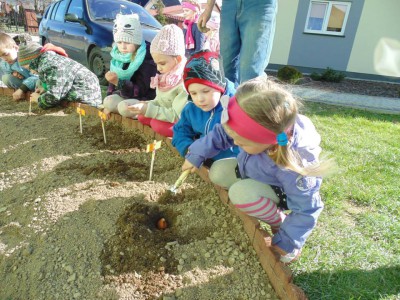 Przedszkole Żłobek Centrum Terapeutyczne | Limanowa Mordarka Przyszowa | skrzatek.eu|Mały ogrodnik sadzi cebulki tulipanów :)