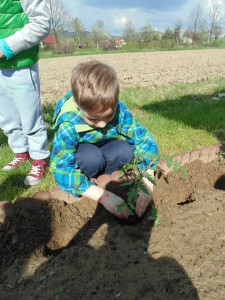 Przedszkole Żłobek Centrum Terapeutyczne | Limanowa Mordarka Przyszowa | skrzatek.eu|W naszym ogródku... siejemy i sadzimy