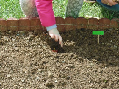 Przedszkole Żłobek Centrum Terapeutyczne | Limanowa Mordarka Przyszowa | skrzatek.eu|Mały ogrodnik sadzi cebulki tulipanów :)