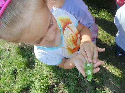 Przedszkole Żłobek Centrum Terapeutyczne | Limanowa Mordarka Przyszowa | skrzatek.eu|Letnio- jesienny zbiór plonów