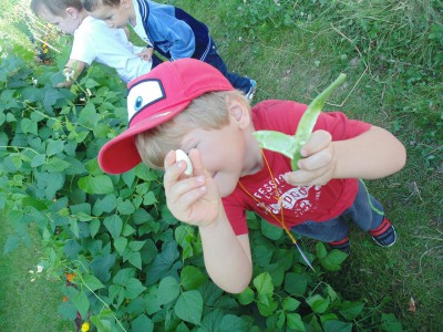 Przedszkole Żłobek Centrum Terapeutyczne | Limanowa Mordarka Przyszowa | skrzatek.eu|Letnio- jesienny zbiór plonów