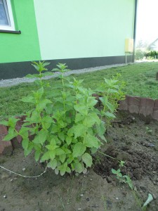 Przedszkole Żłobek Centrum Terapeutyczne | Limanowa Mordarka Przyszowa | skrzatek.eu|Letnio- jesienny zbiór plonów