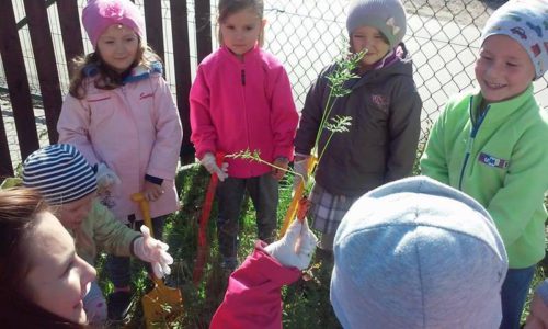 Przedszkole Żłobek Centrum Terapeutyczne | Limanowa Mordarka Przyszowa | skrzatek.eu|DARY NASZEGO OGRODU - WYKOPKI W GRUPIE SKRZATKÓW :)