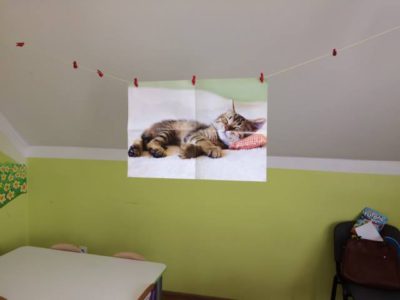 Przedszkole Żłobek Centrum Terapeutyczne | Limanowa Mordarka Przyszowa | skrzatek.eu|DZIEŃ KOTA
