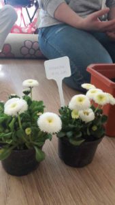 Przedszkole Żłobek Centrum Terapeutyczne | Limanowa Mordarka Przyszowa | skrzatek.eu|wiosenne skrzatki