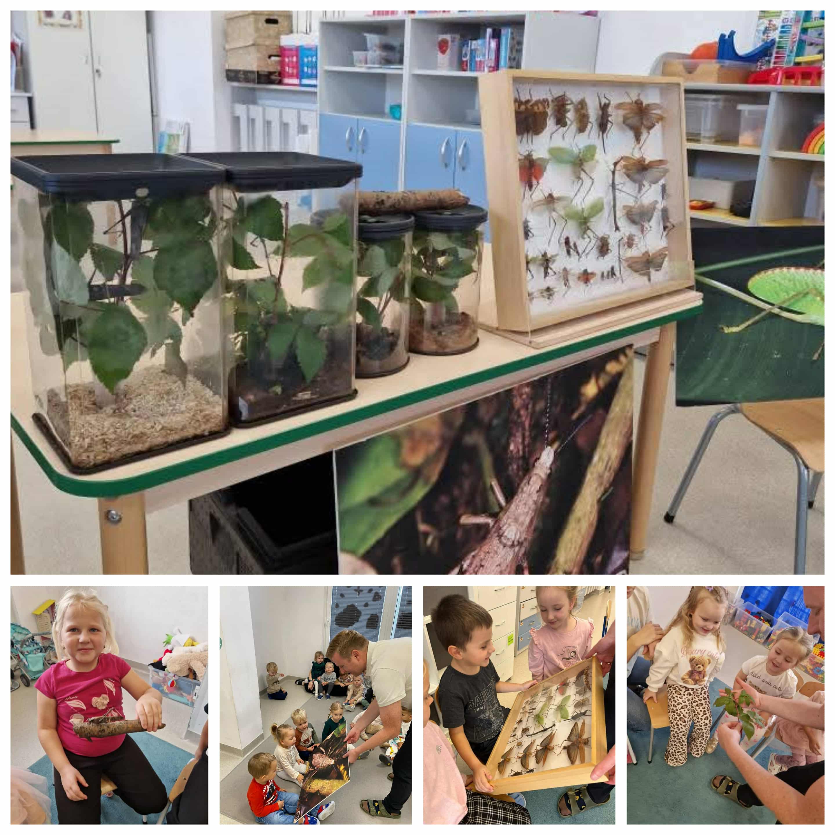 Pokaz pasikoników w grupach Żabki , Rybki , Misie i Tygryski