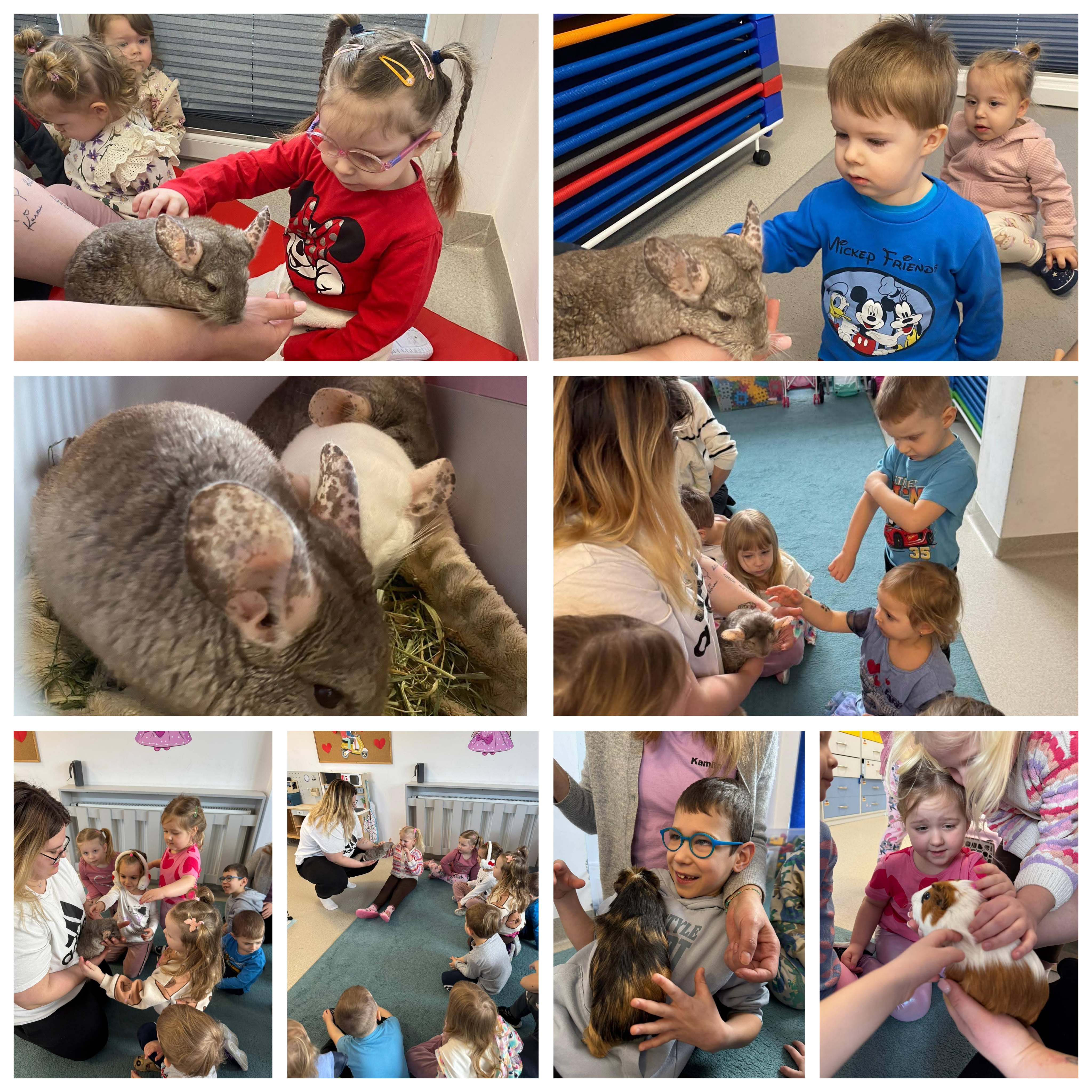 W naszym przedszkolu odbyło się wyjątkowe spotkanie z puszystymi zwierzątkami ✨ Podczas pokazu pani opowiedziała dzieciom wiele ciekawych informacji na temat szynszyli i świnek morskich. Można było poznać różne ciekawostki o ich zwyczajach, pielęgnacji oraz żywieniu. Była to wspaniała okazja, aby dzieci mogły z bliska poznać i dotknąć te urocze zwierzaki 💚